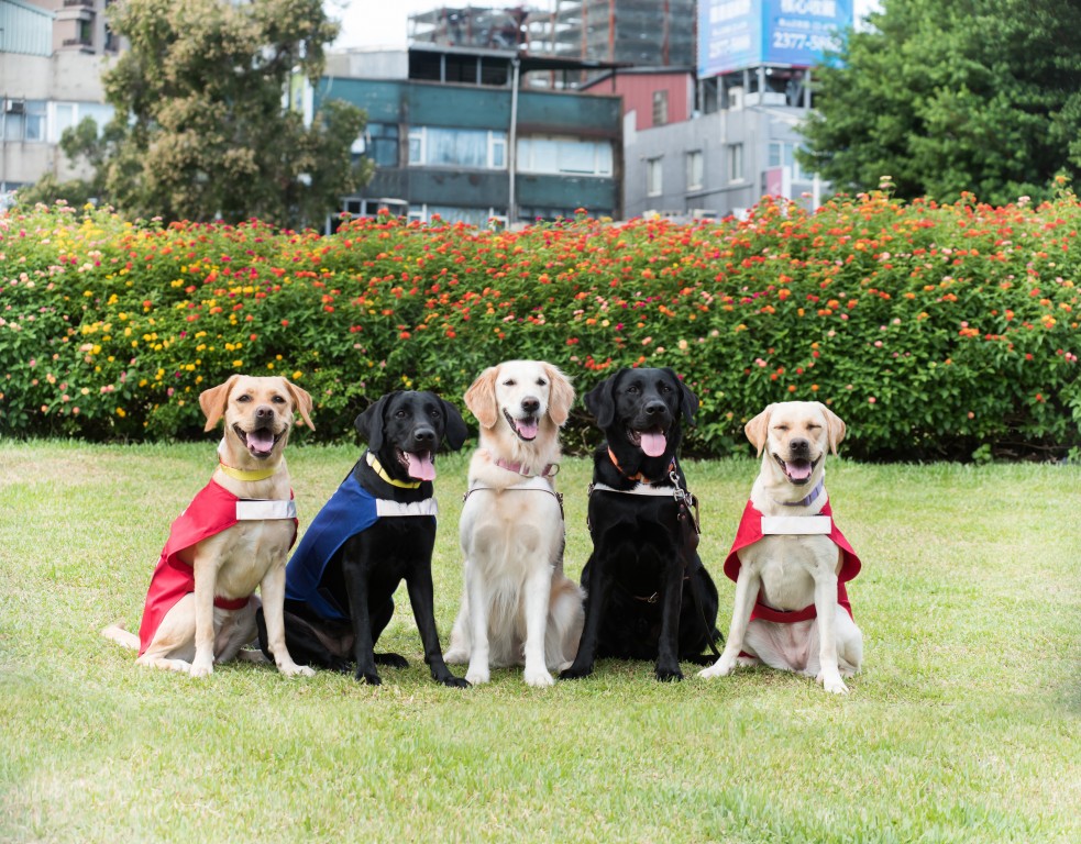 <單筆捐款>開路天使計畫為EYE的茁壯，支持導盲犬培訓經費
